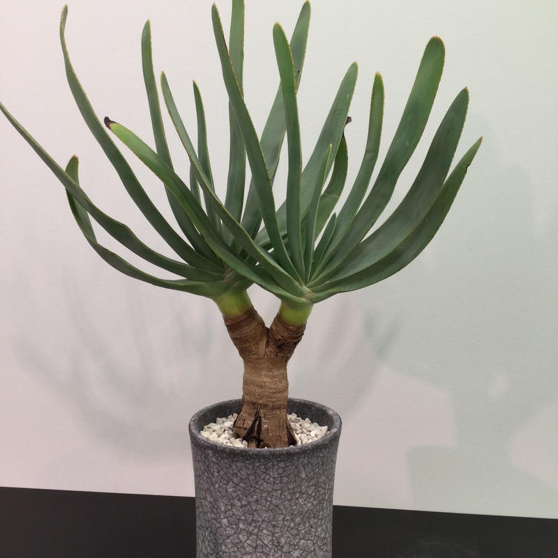 Aloe Plicatilis アロエ プリカティリス 乙女の舞扇 Botan Aloe Plicatilis アロエ プリカティリス 乙女の舞扇 Botan