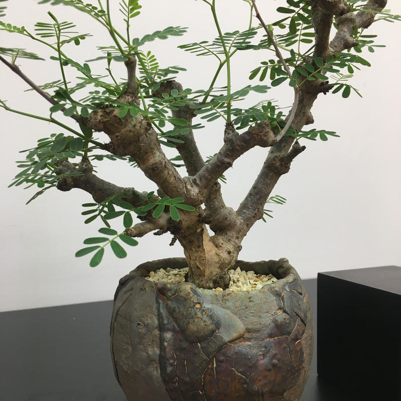 Senna Meridionalis センナ メリディオナリス Botan