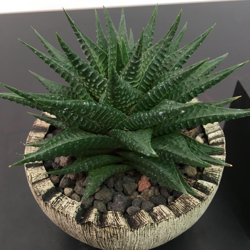 ハオルチア ニグラ 植物 isla del pescado - Haworthia nigra-ハオルチア・ニグラ