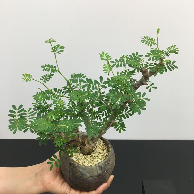 Senna Meridionalis センナ メリディオナリス Botan