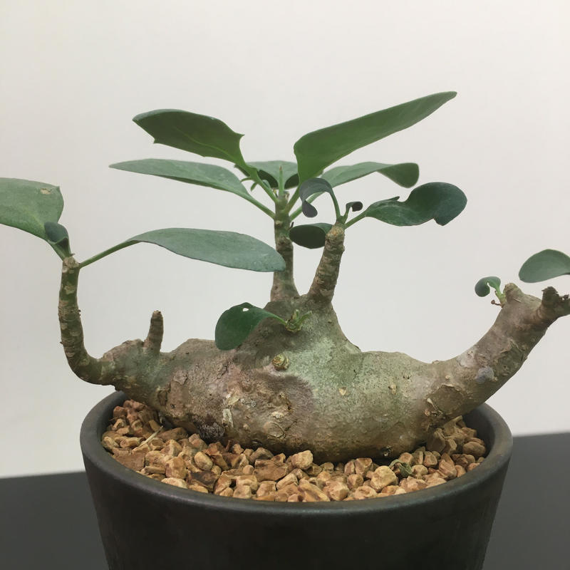 Othonna Triplinervia オトンナ トリプリネルビア Botan