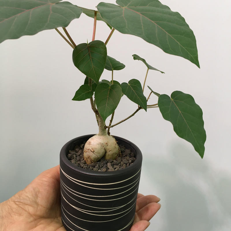 フィカス ペティオラリス Ficus Petiolaris クワ科 メキシコ原産 実生 コーデックス 大株 インテリア Www Hopebound Com