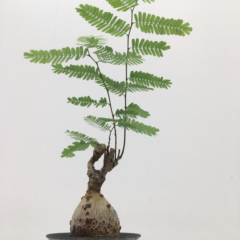 エレファントリザ　エレファンティナ　発根済み エレファントリザ エレファンティナ 発根済み エレファントリザ