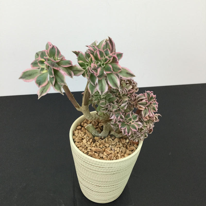 Aeonium Urbicum Sunburst Cristata アエオニウム サンバー