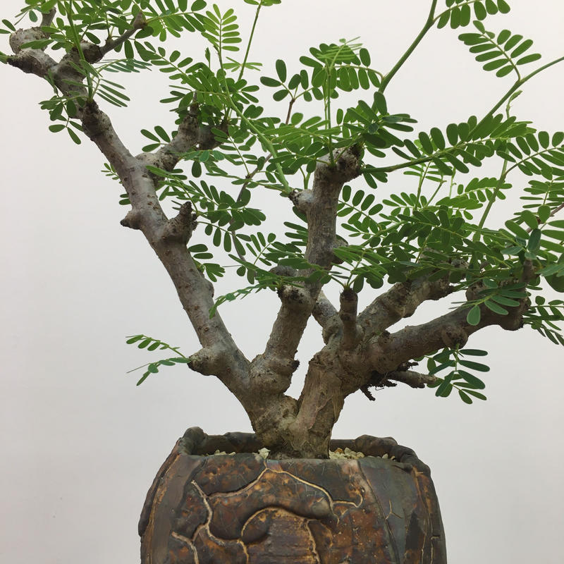 Senna Meridionalis センナ メリディオナリス Botan