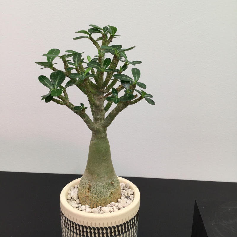 Adenium Obesum Dwarf アデニウム オベスム ドワーフ 砂漠の薔薇 Adenium Obesum Dwarf アデニウム オベスム ドワーフ 砂漠の薔薇