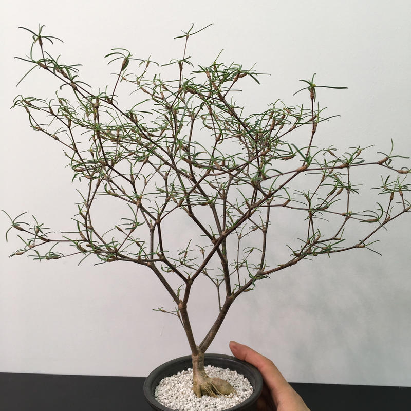 コーデックス ユーフォルビア ヘディオトイデス Euphorbia hedyotoides
