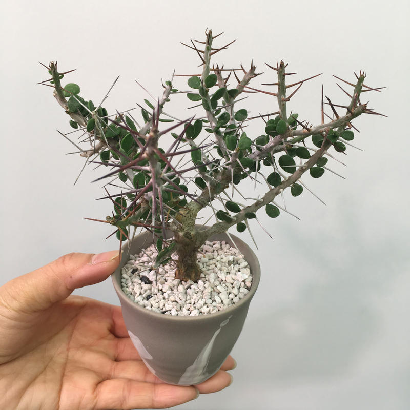 驚きの価格 アローディア コモサ 植物 観葉植物 Malmas In