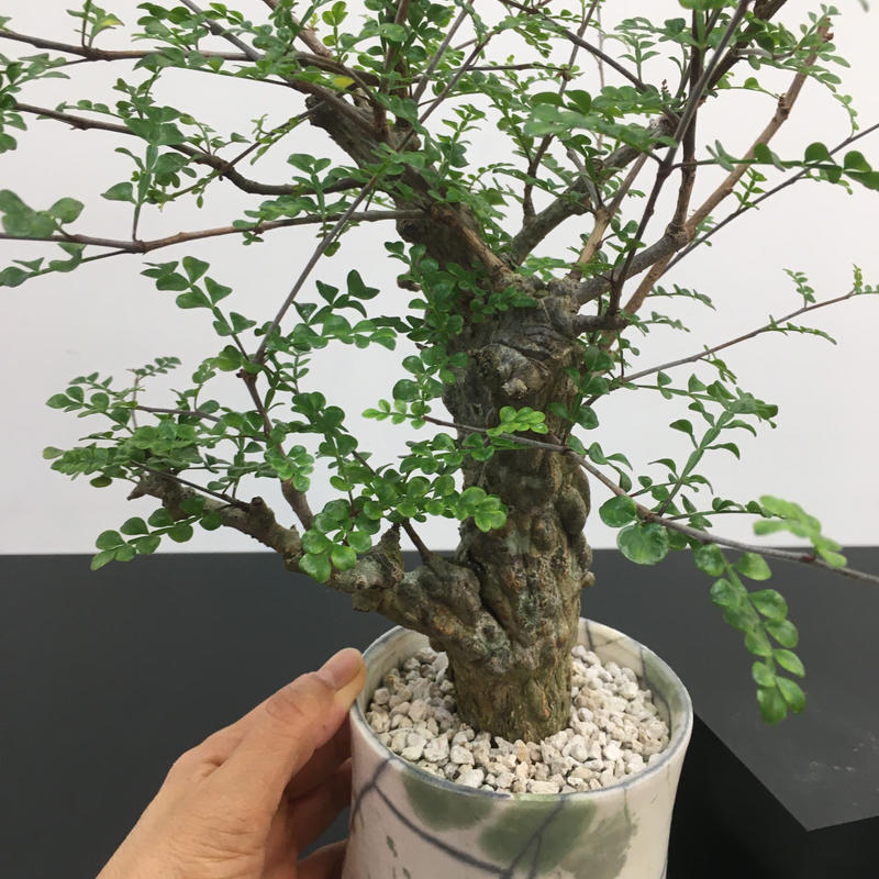 超激レア 希少 オペルクリカリア ヒルスティッシマ パワータンク 2