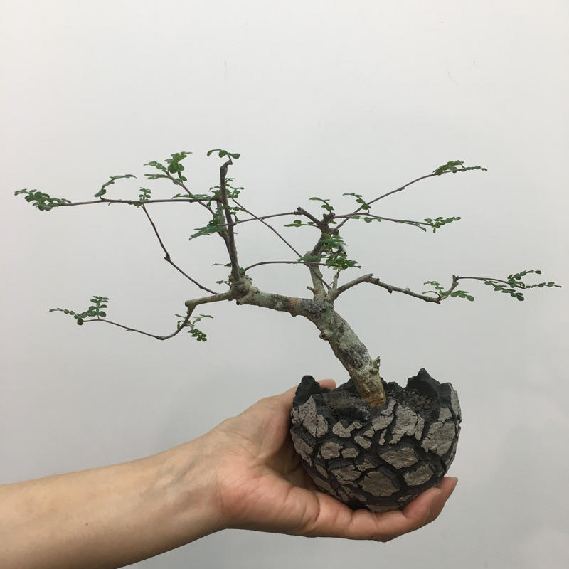 速達メール便送料無料 送料無料 完全活着 オペルクリカリア デカリー 根ざし おしゃれ Www Eatforhealth Gr