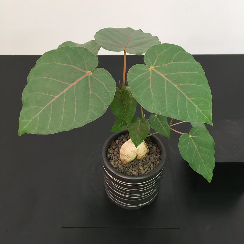 Ficus Petiolaris フィカス ペティオラリス Botan