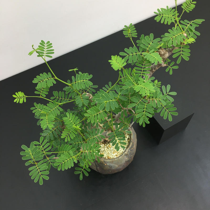 Senna Meridionalis センナ メリディオナリス Botan