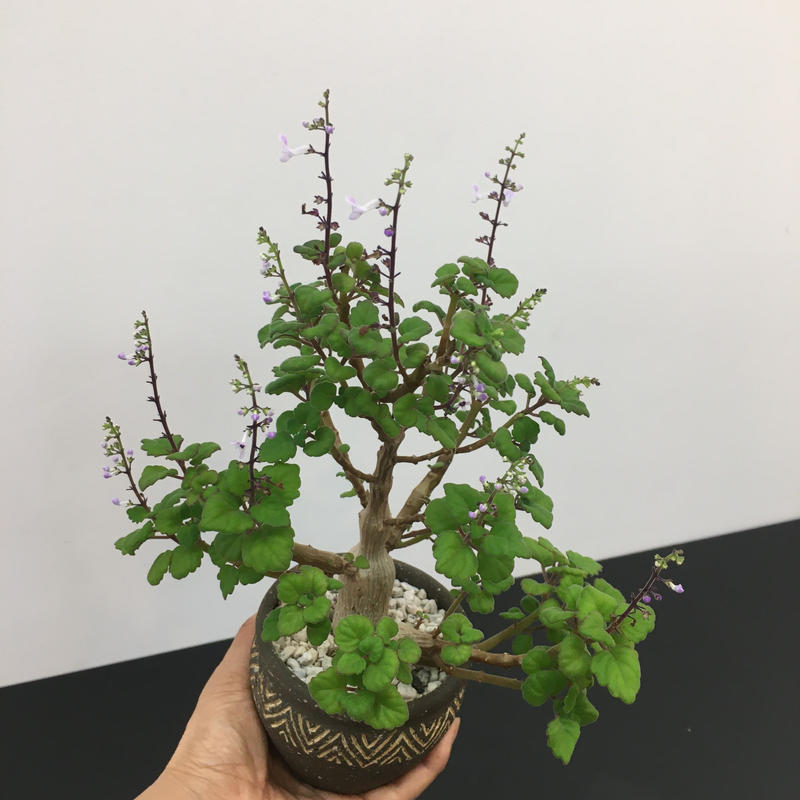 Plectranthus Ernstii プレクトランサス エルンスティー Bota