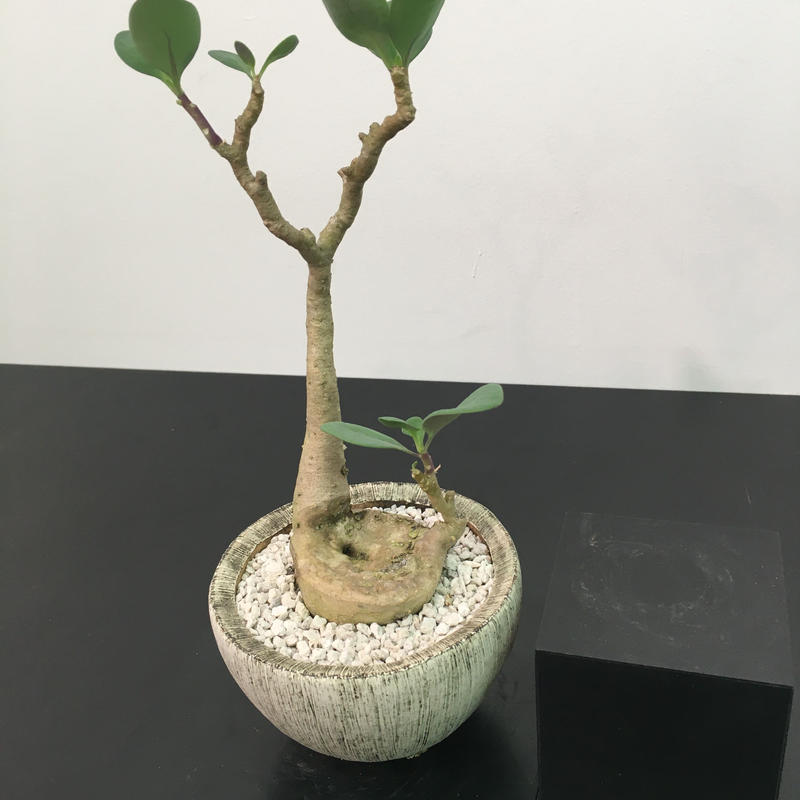 Othonna Triplinervia オトンナ トリプリネルビア Botan