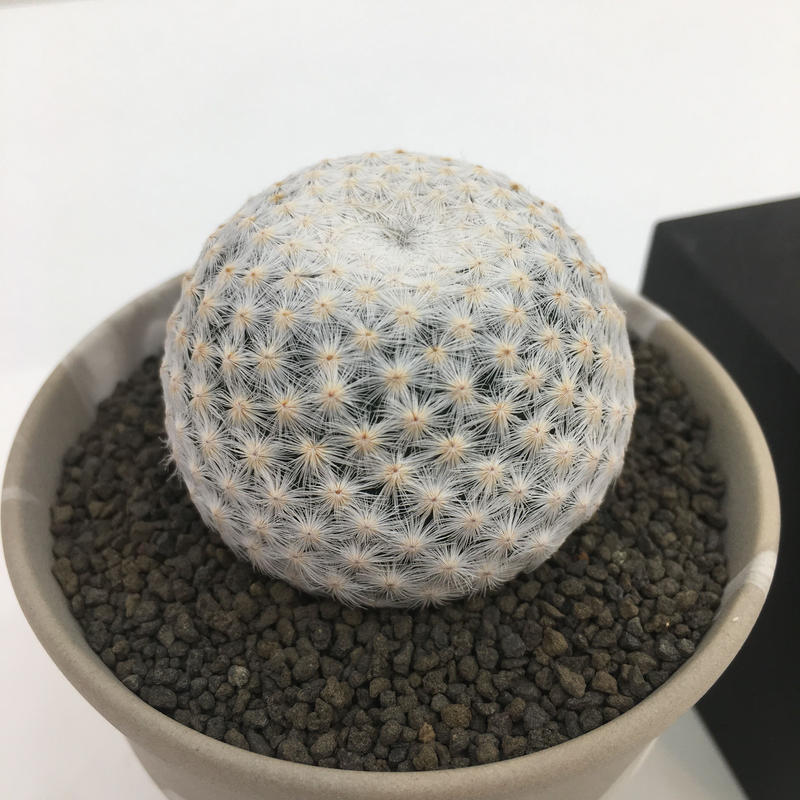 激安特価 Mammillaria Herrerae マミラリア 大文字 白鳥 サボテン 多肉植物 群生 特選 貴重 特白 コピアポア 限定製作 Www Veenaproducts Com