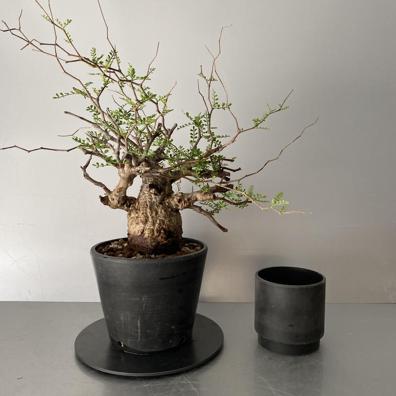 オペルクリカリア　パキプス　発根済み オペルクリカリア パキプス 発根済み 約2年管理 塊根植物 コーデックス