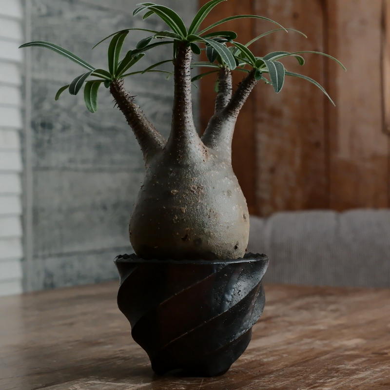 杉山悠 植木鉢 【公式通販】