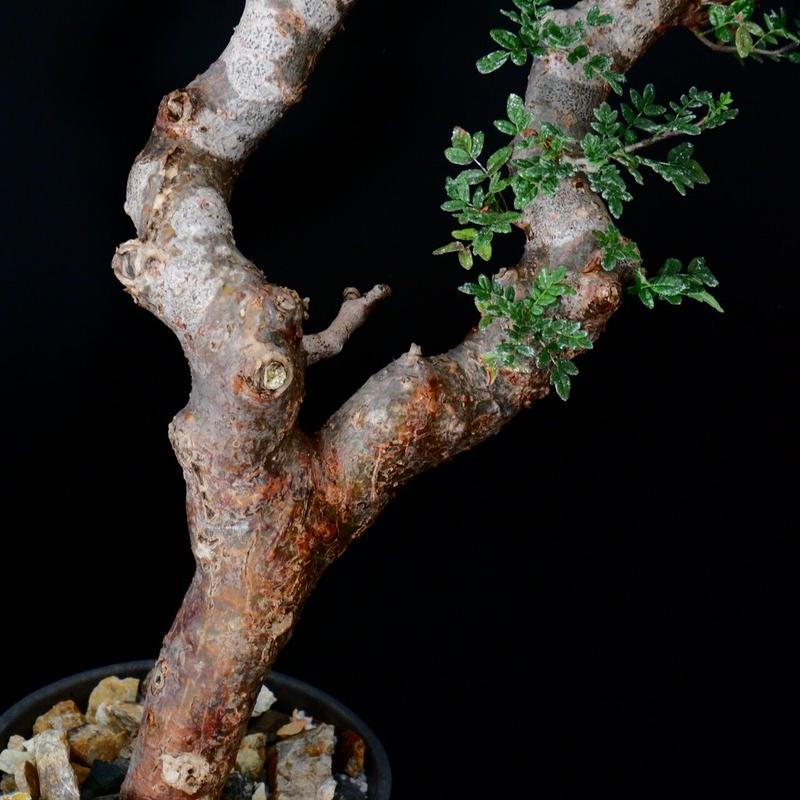 クーポン利用で2750円&送料無料 コミフォラ モンストローサ masses m