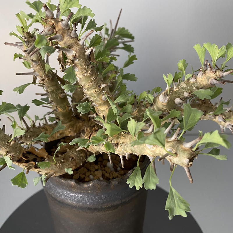 発根済 サルコカウロン クラシカウレ Soel alianca.pe.gov.br