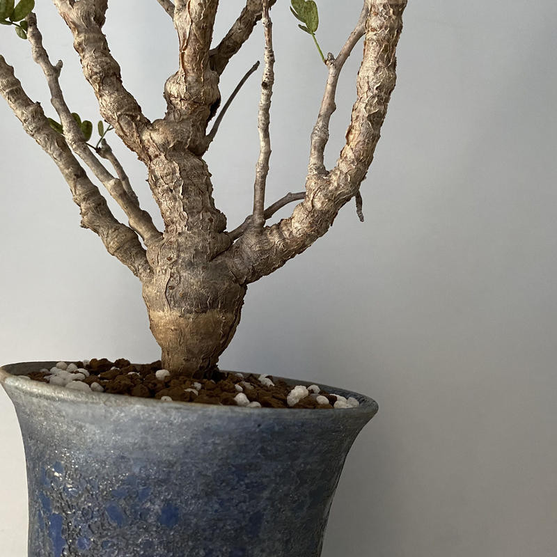 センナ メリディオナリス 発根済 現地株 Se 04 燻し銀 群青 笠間焼 4号鉢