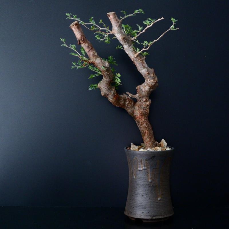 クーポン利用で2750円&送料無料 コミフォラ モンストローサ masses m