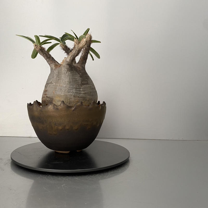 絵画の植木鉢（未使用） 絵画の植木鉢（未使用）