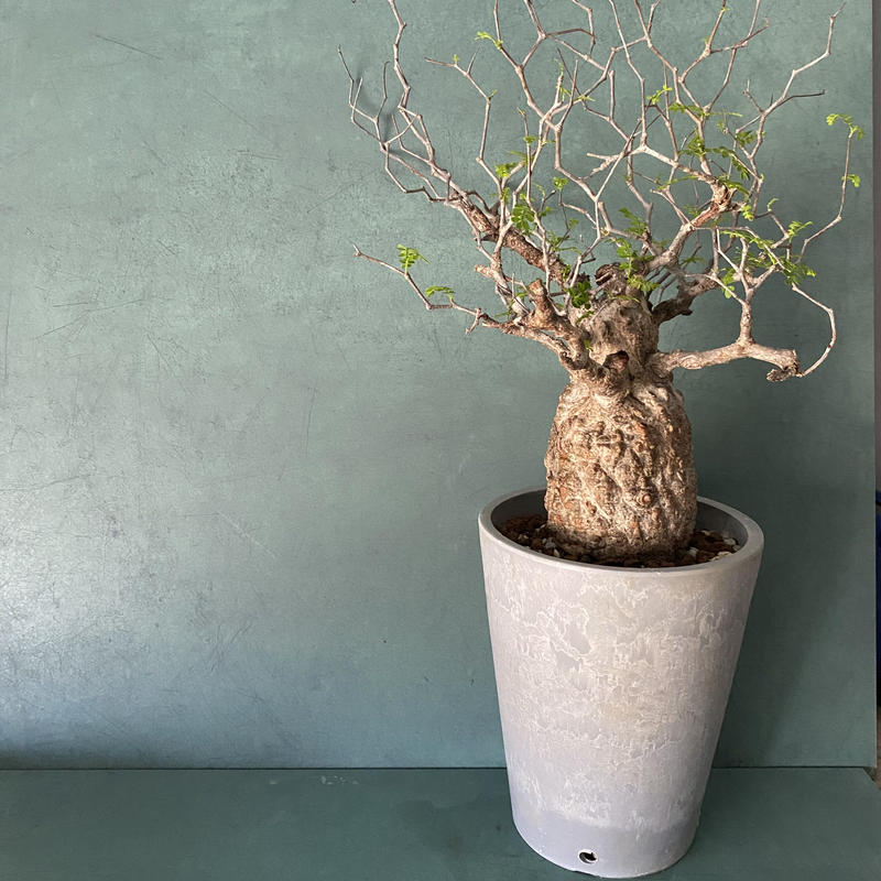 発根済 オペルクリカリア パキプス P16 Botanical Holic