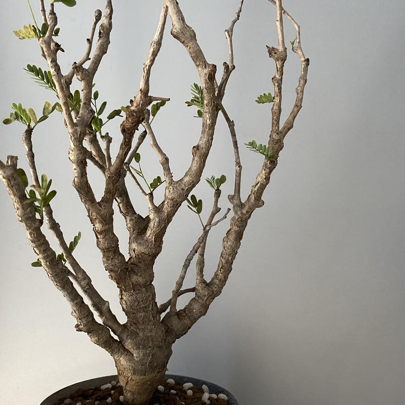 センナ メリディオナリス 発根済 現地株 Se 04 燻し銀 群青 笠間焼 4号鉢