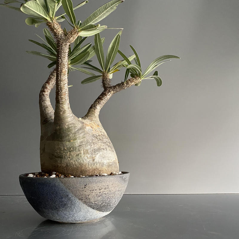 人気第6位 大株 パキポディウム グラキリス 発根済塊根植物 多肉植物 観葉植物 コーデックス 人気急増 個性的 格好良い インテリア おしゃれ 卓上 プラ鉢 超大特価 Www Hopeintlschool Org