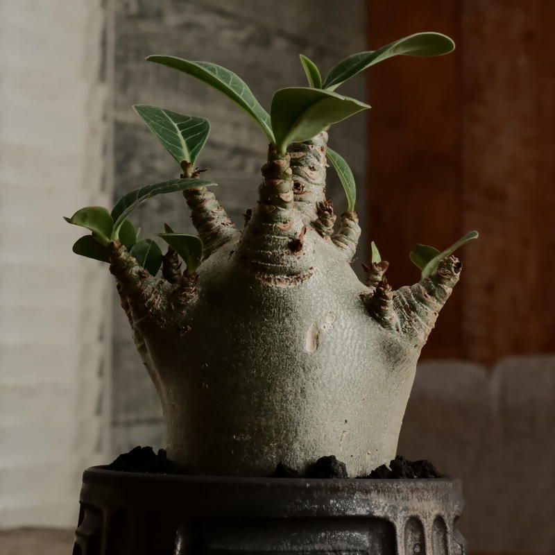 珍獣》アデニウム アラビカム 