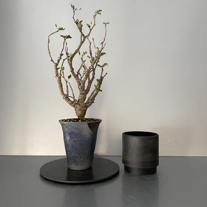 センナ メリディオナリス 発根済 現地株 Se 04 燻し銀 群青 笠間焼 4号鉢