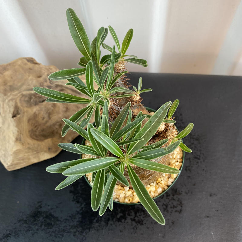 超良型 デブ丸型 短枝 パキポディウム グラキリス 現地株 発根済