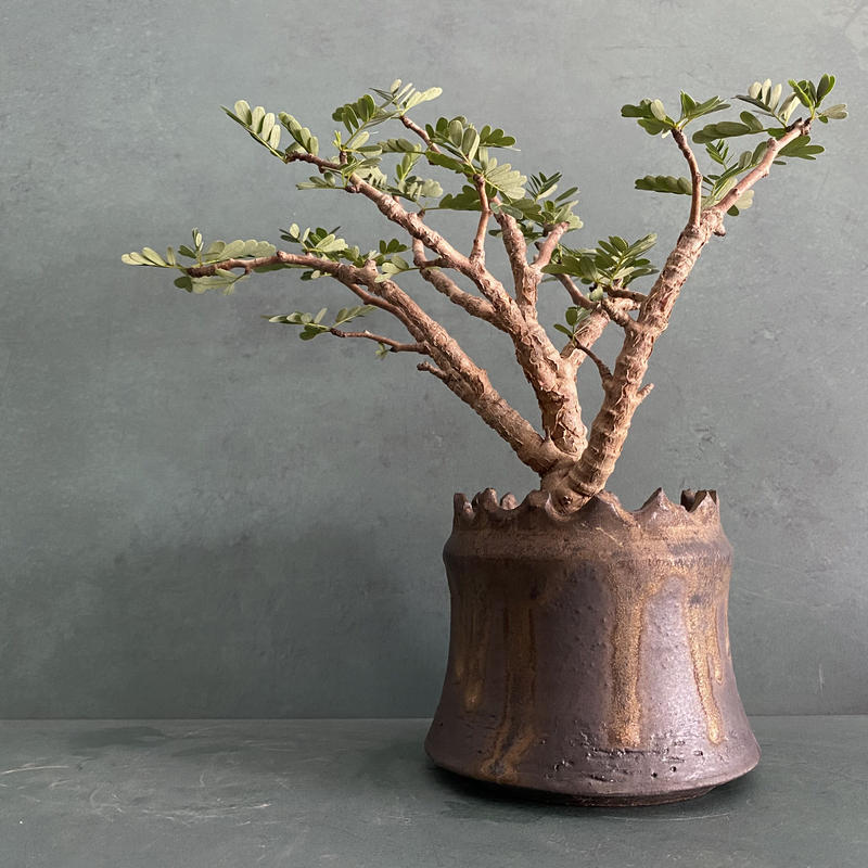 発根済センナ メリディオナリス Bs 08 S N Pot 土管 Crown