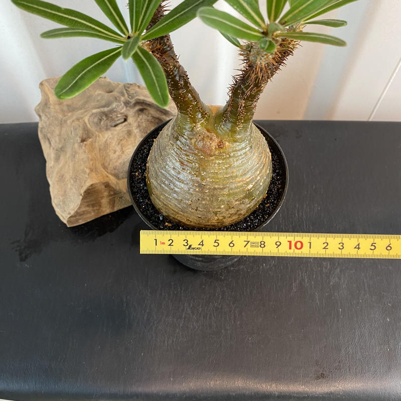 特選株 パキポディウム グラキリス 超美形 短枝多枝遺伝 茶肌ワイルド