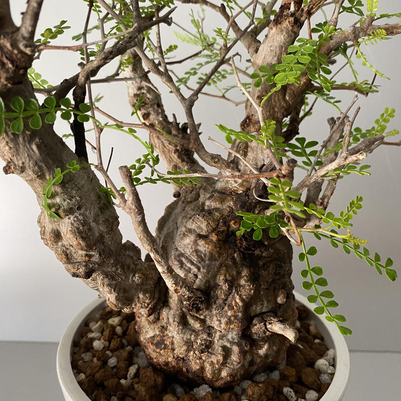 発根済 象形 オペルクリカリア パキプス P19 Botanical Holic