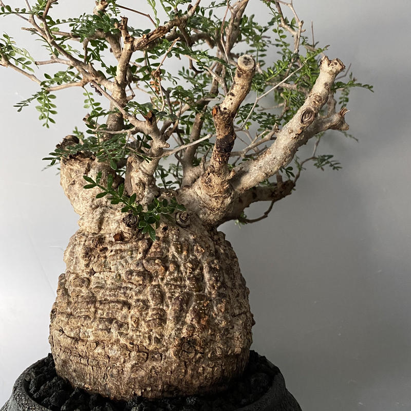 オペルクリカリア2種 コミフォラカタフ 剪定枝セット オペルクリカリア2種 コミフォラカタフ 剪定枝セット □新鮮□オペル