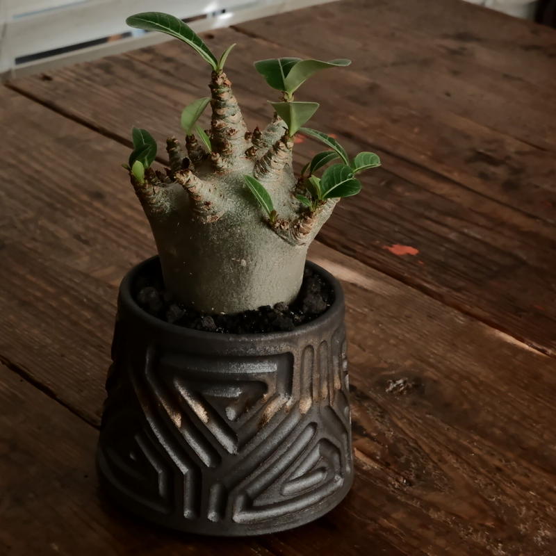 珍獣》アデニウム アラビカム 