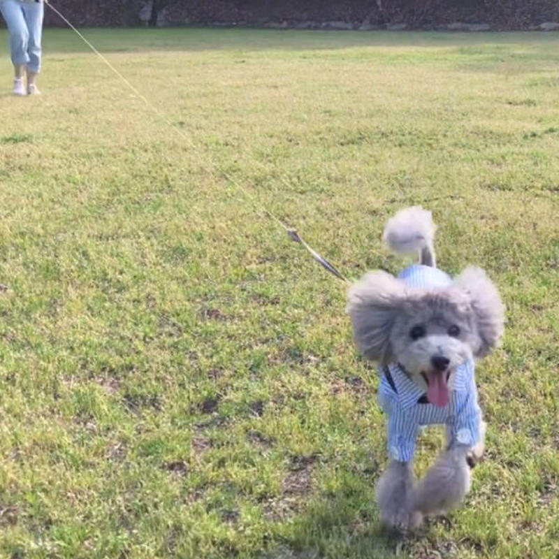 犬用 お肌のローション 臭いすっきり 0ml トイプードル専用 体臭 お尻の臭い 耳の臭い