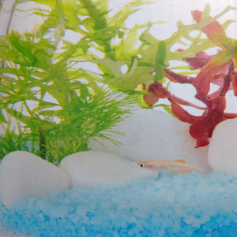 おまかせ水草セット Bottlium