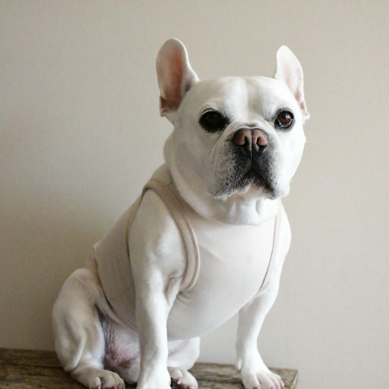 Yale ダンプリントタンクトップ ライトベージュ Bowders Border バ