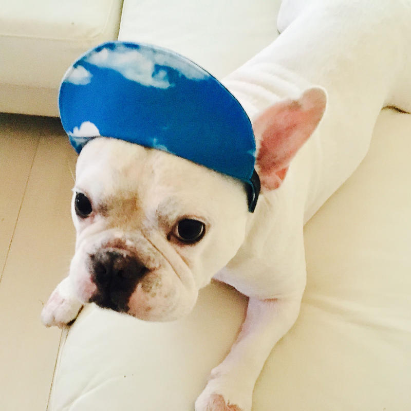 犬の帽子 C リバーシブルタイプ 小型犬から中型犬用 Bull Three