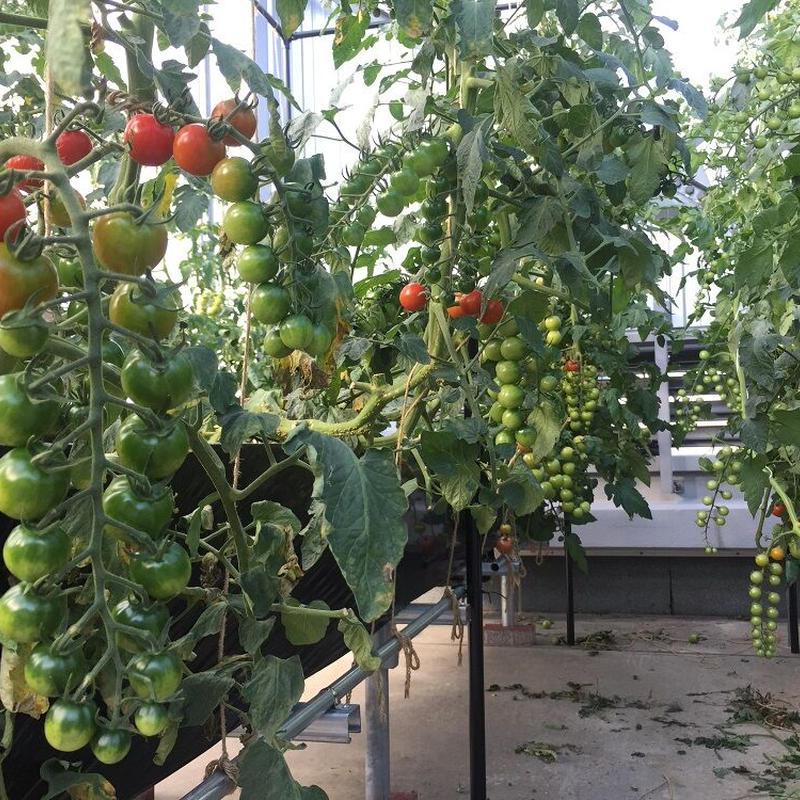 浮かせてキッット 水耕栽培 浮かせてキット 専用store