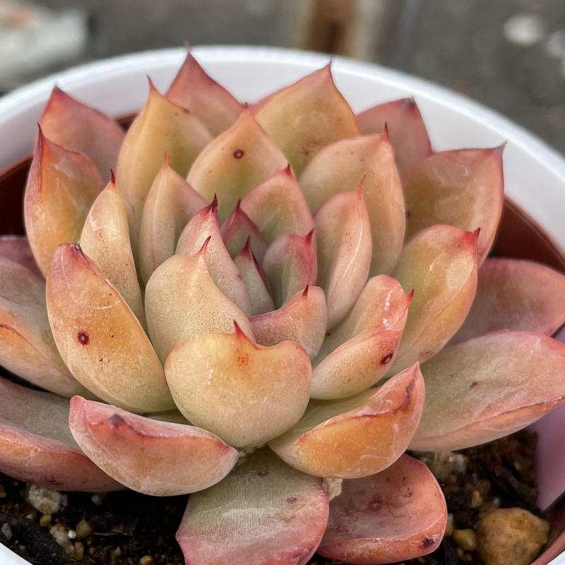 花の相府連 Rupo Cactus Garden