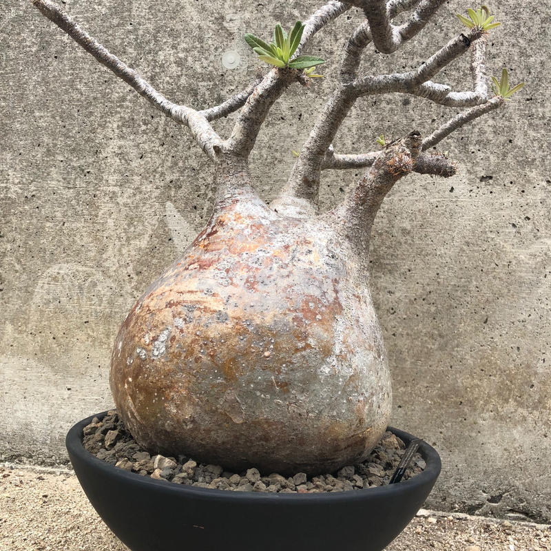 大株 パキポディウム グラキリス 27cm Casa Green