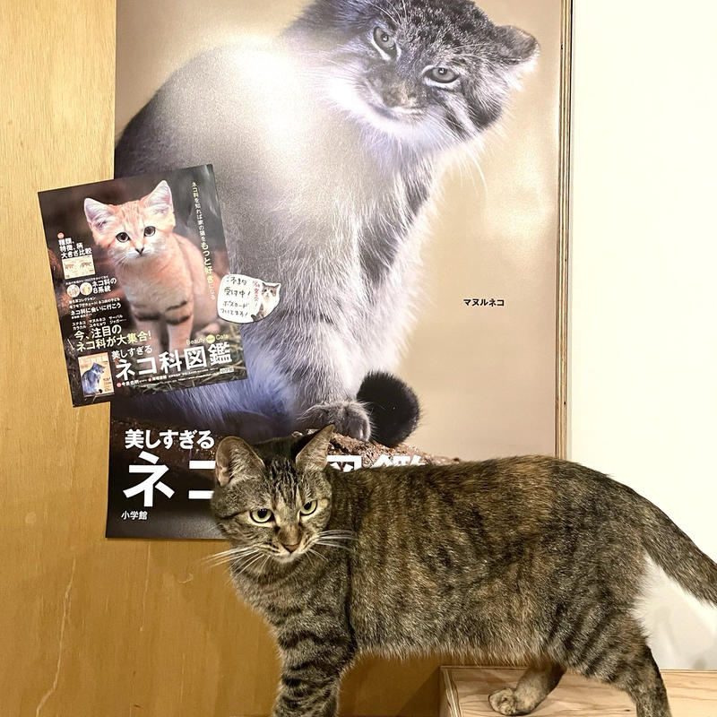 美しすぎるネコ科図鑑 Cat S Meow Books Virtual Shop B