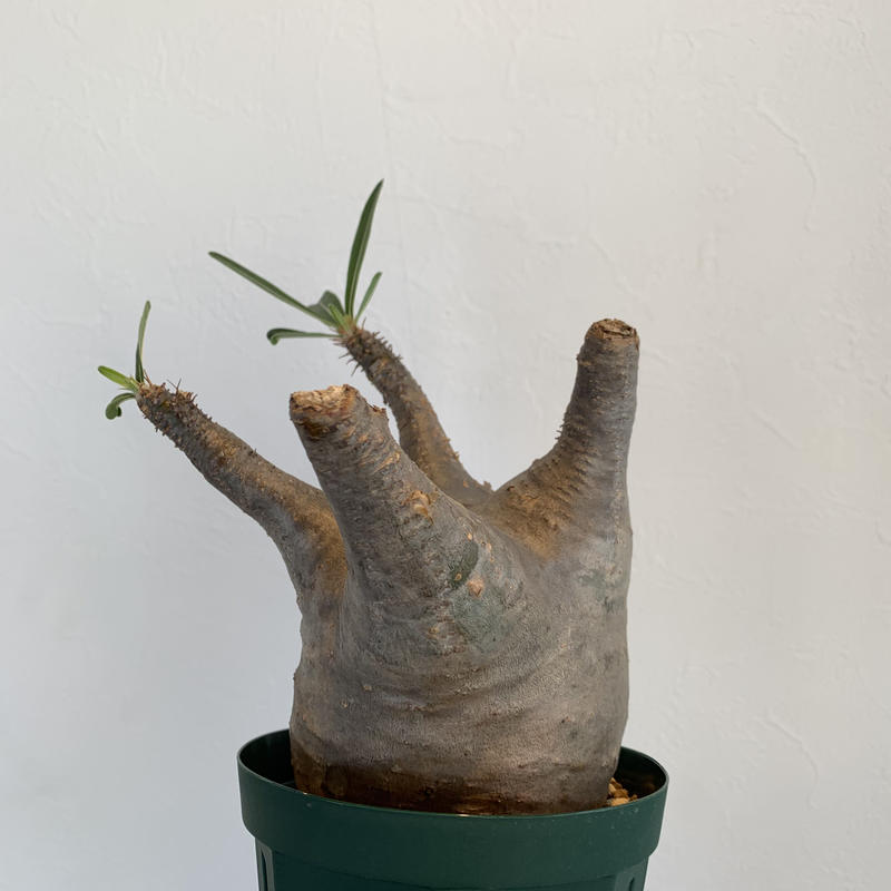 Pachypodium Cactipes パキポディウム カクチペス Caudex Jp