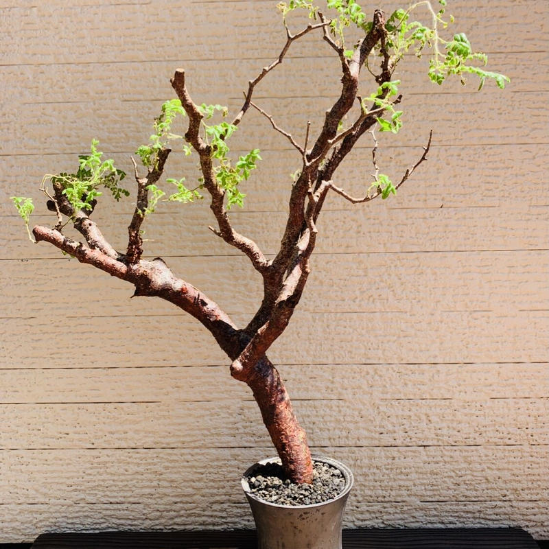 直接買 コミフォラ モンストローサ 現地球 発根済 盆栽 鉢付