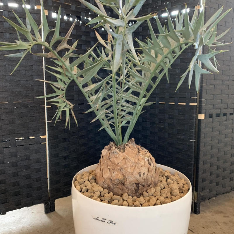 エンセファラルトス ホリダス ドワーフ Caudex Jp エンセファラルトス ホリダス ドワーフ Caudex Jp