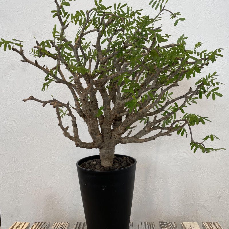 センナ メリディオナリス 発品性済 Udaipurviews Com