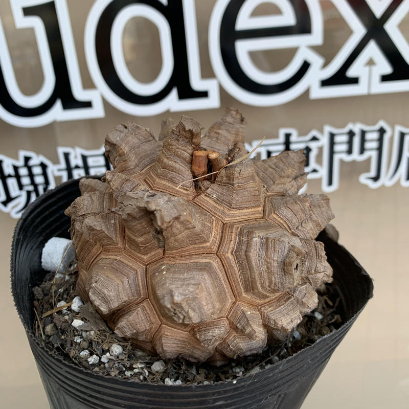 Dioscorea Elephantipes ディオスコレア エレファンティペス 亀甲竜